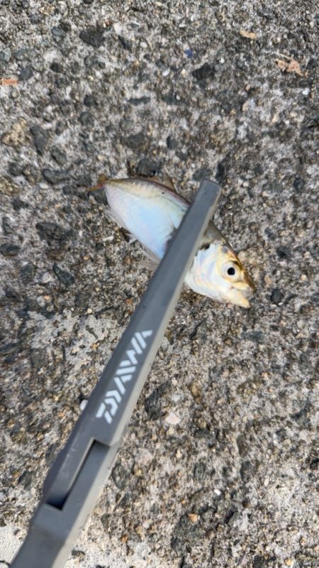 姫路アジ好調です。