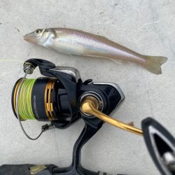 いいサイズのキスが釣れました