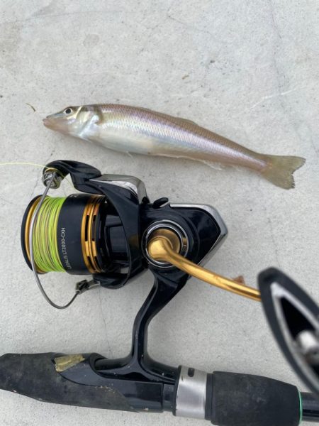 いいサイズのキスが釣れました