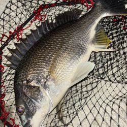 ヘチってきました