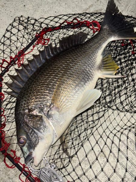 ヘチってきました