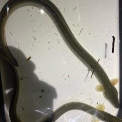 初めてのうなぎ