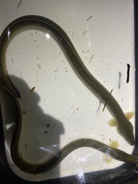 初めてのうなぎ