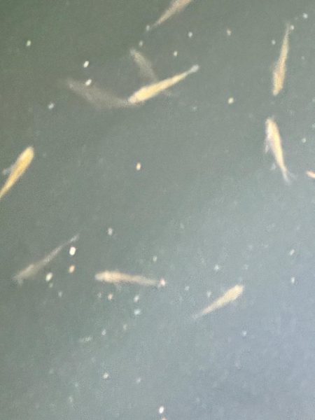 ヒイカ来ました！！