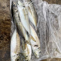 入れ食いでした🐟