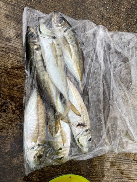 入れ食いでした🐟