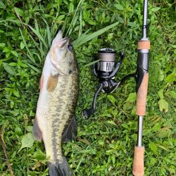 朝一フィッシュ