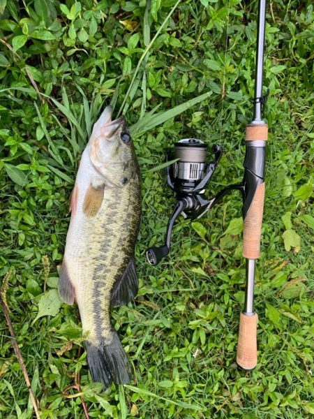 朝一フィッシュ