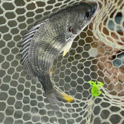 シークレットチニング