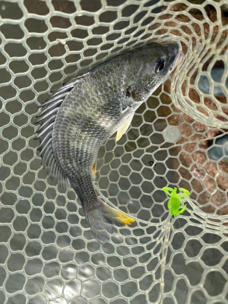 シークレットチニング