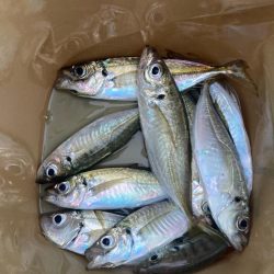 朝マズメのアジ狙いで10匹GET