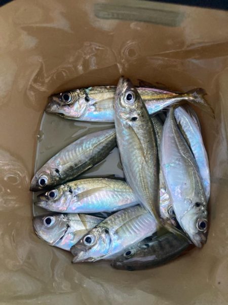 朝マズメのアジ狙いで10匹GET