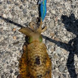 激渋エギングでもボウズ逃れ