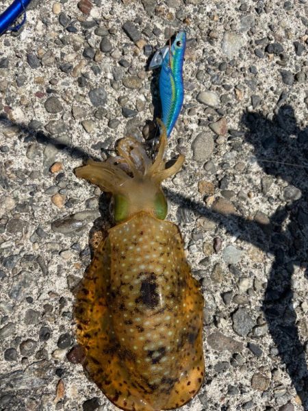 激渋エギングでもボウズ逃れ
