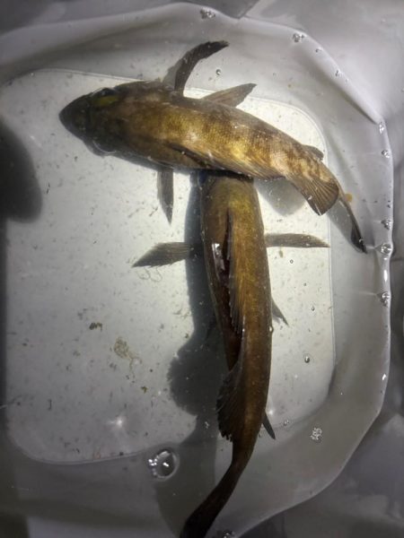 アジなめろうの手巻き寿司