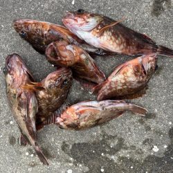 ガシリング好調です