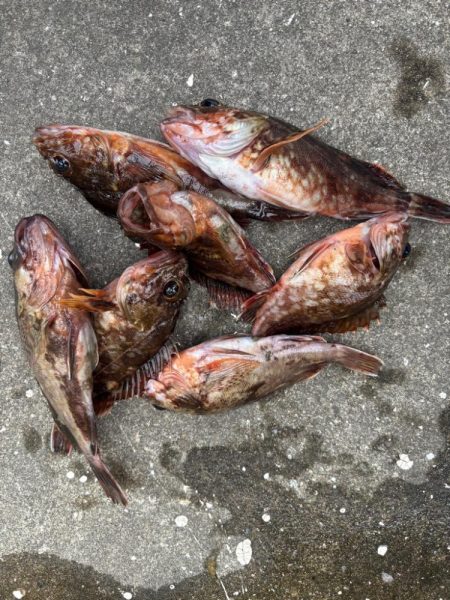 ガシリング好調です