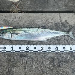 ライトショアジギング