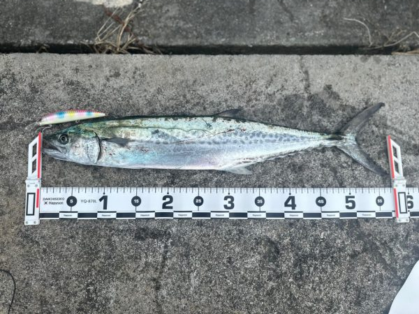 ライトショアジギング