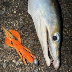 ロックフィッシュ狙いでしたが