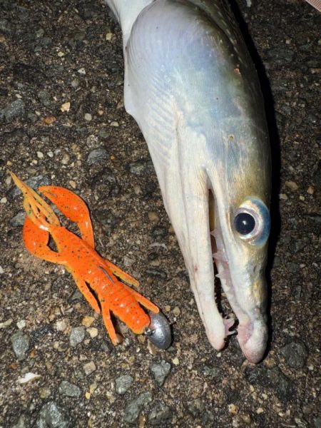 ロックフィッシュ狙いでしたが