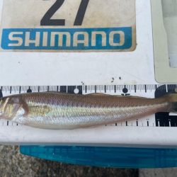 年間1匹:シロギスタのコール&レスポンス