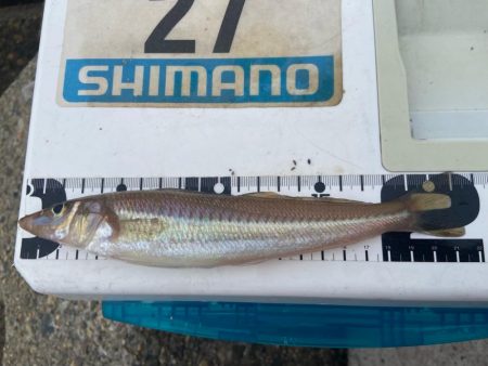 年間1匹:シロギスタのコール&レスポンス