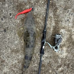 フラットフィッシュ