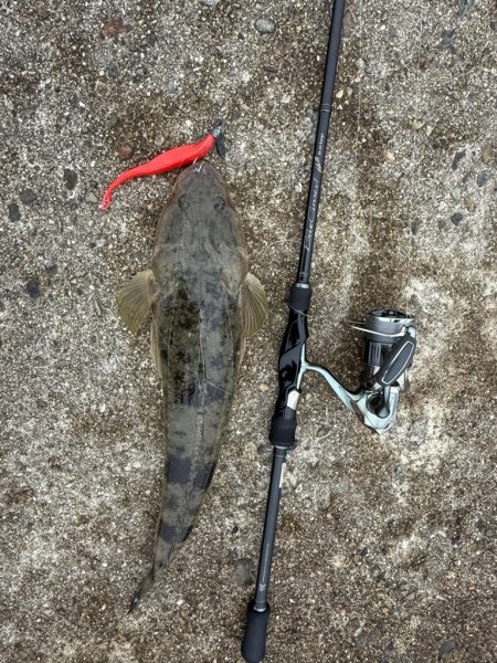 フラットフィッシュ