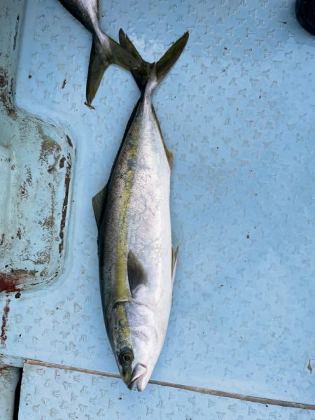 ボートキャスティング