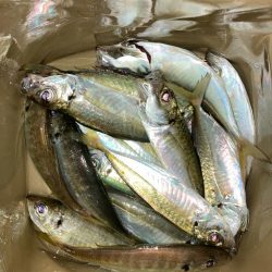 朝マズメのアジ狙いで14匹GET