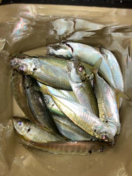 朝マズメのアジ狙いで14匹GET