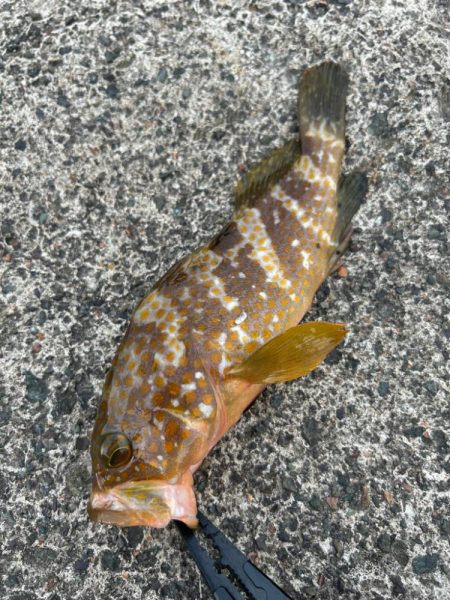 イカもサゴシもいません根魚はいます