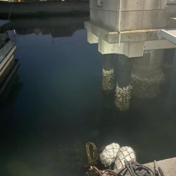 メバリング&エギング