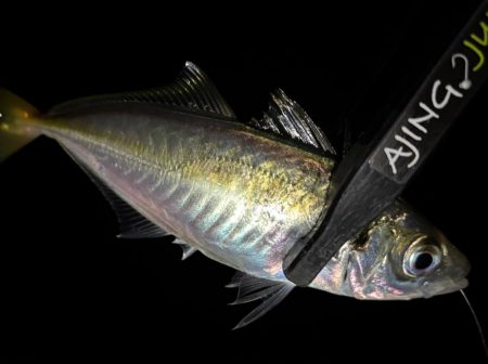 足元ポロリの原因は何⁇