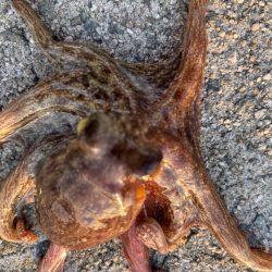 ショアタコ　10