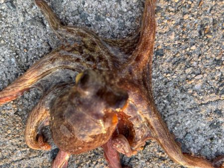 ショアタコ　10