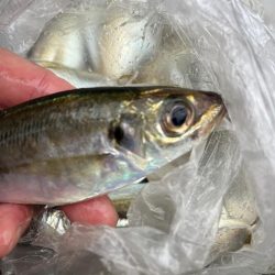 100均アミエビ +で