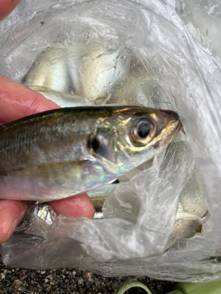 100均アミエビ +で