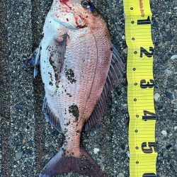 サーフの赤い彗星