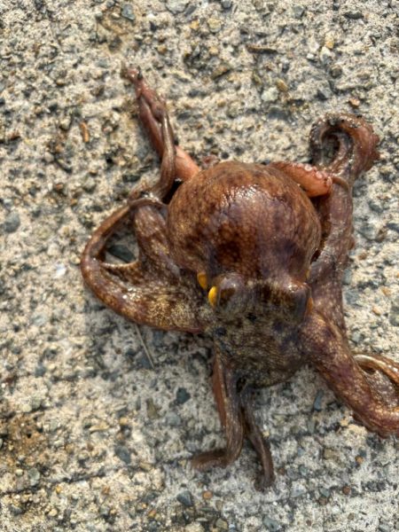 ショアタコ　12