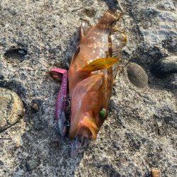 キジハタしか釣れない