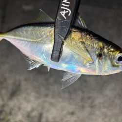 彼方には居ないけど、此方には居た！