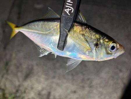 彼方には居ないけど、此方には居た！