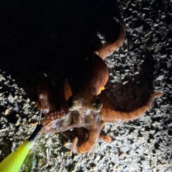 ショアタコ　11