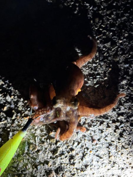 ショアタコ　11