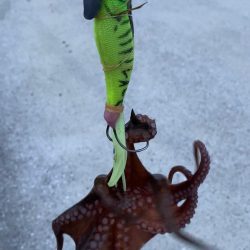 たこキロアップ