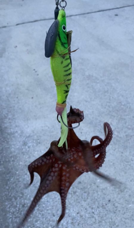 たこキロアップ