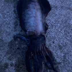 朝マズメのアオリイカ狙いで1杯GET