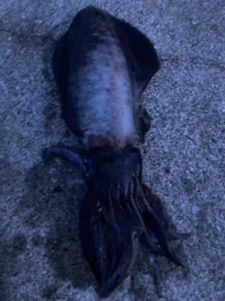 朝マズメのアオリイカ狙いで1杯GET